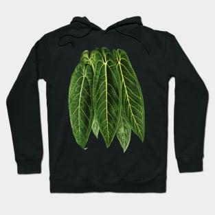 Anthurium warocqueanum - Queen Anthurium Hoodie